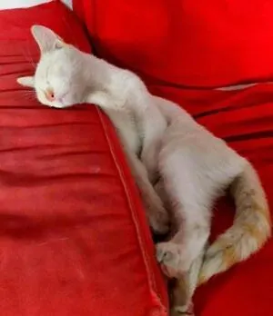 Хостел The Cozyness Бухарест